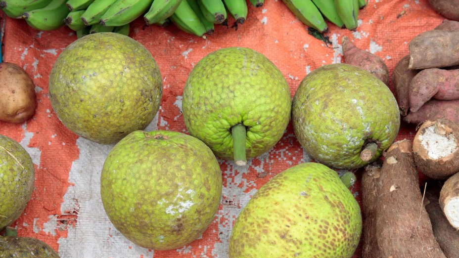 Healthy ingestion includes cultural foods